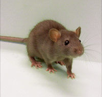 Lab Mouse