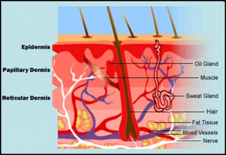 Skin Layers Diagram
