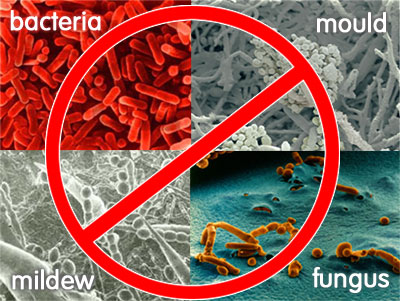 Bacteria, Mold, Mildew and Fungus Images Clip Art
